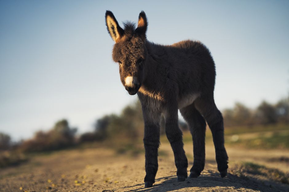 A young donkey standing on a dirt path outdoors during daytime, with a backdrop of a clear sky and blurred trees in the distance. The donkey has a dark grey and brown coat with a slightly fluffy texture, lighter markings around its muzzle and underbelly, and upright ears with light-colored insides. It appears to be looking directly at the camera, casting a faint shadow on the ground. The environment suggests an open rural or countryside area, with natural lighting highlighting the animal's features. This scene may relate to the context of waste management services, such as off-site or alternative disposal methods, in a natural setting, although primarily focused on the animal's natural habitat.